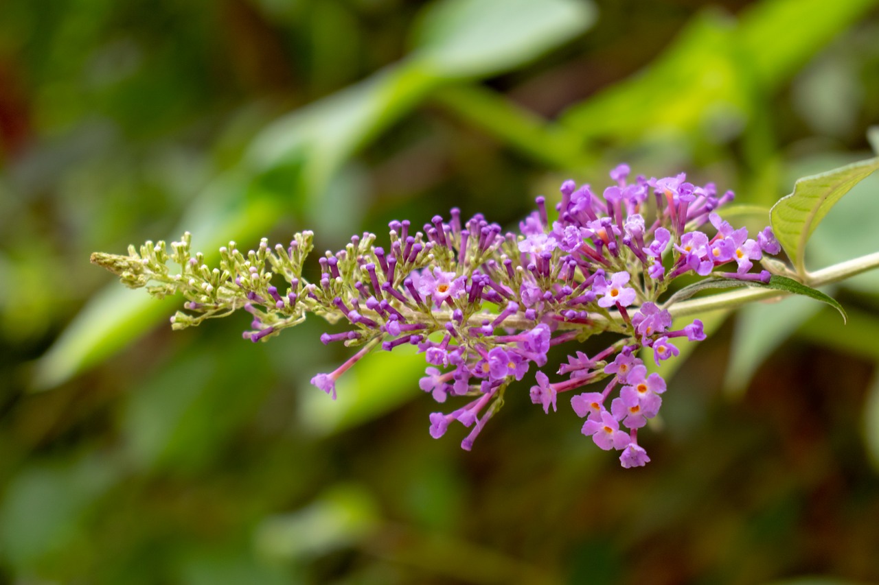 nature  green  flower free photo