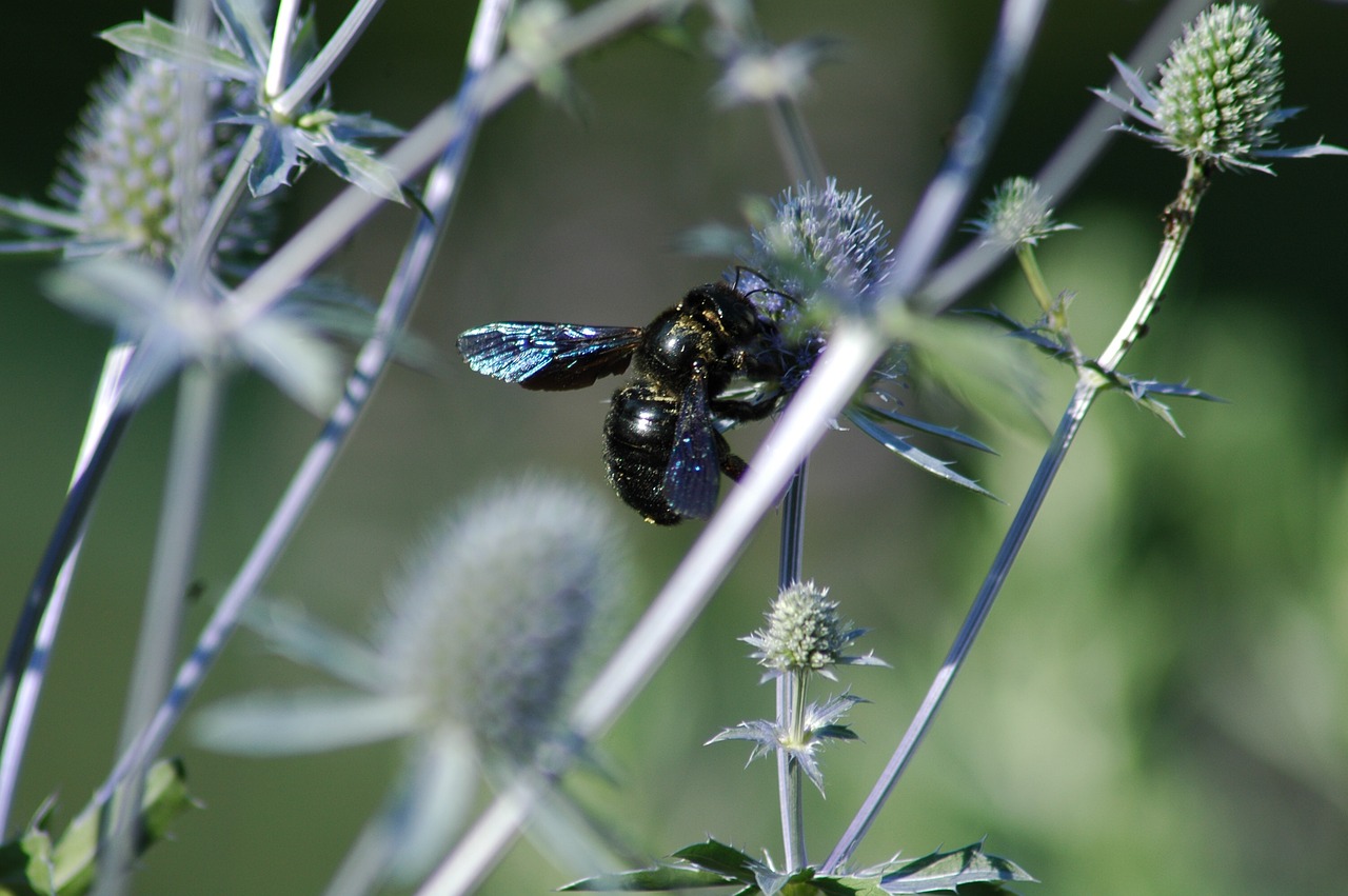 nature  flora  outdoors free photo