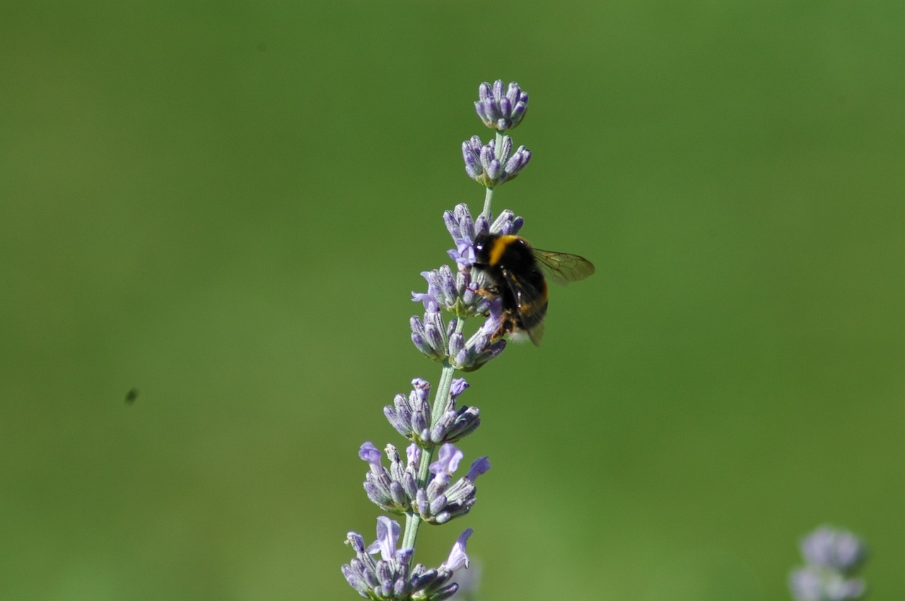 nature  summer  flower free photo