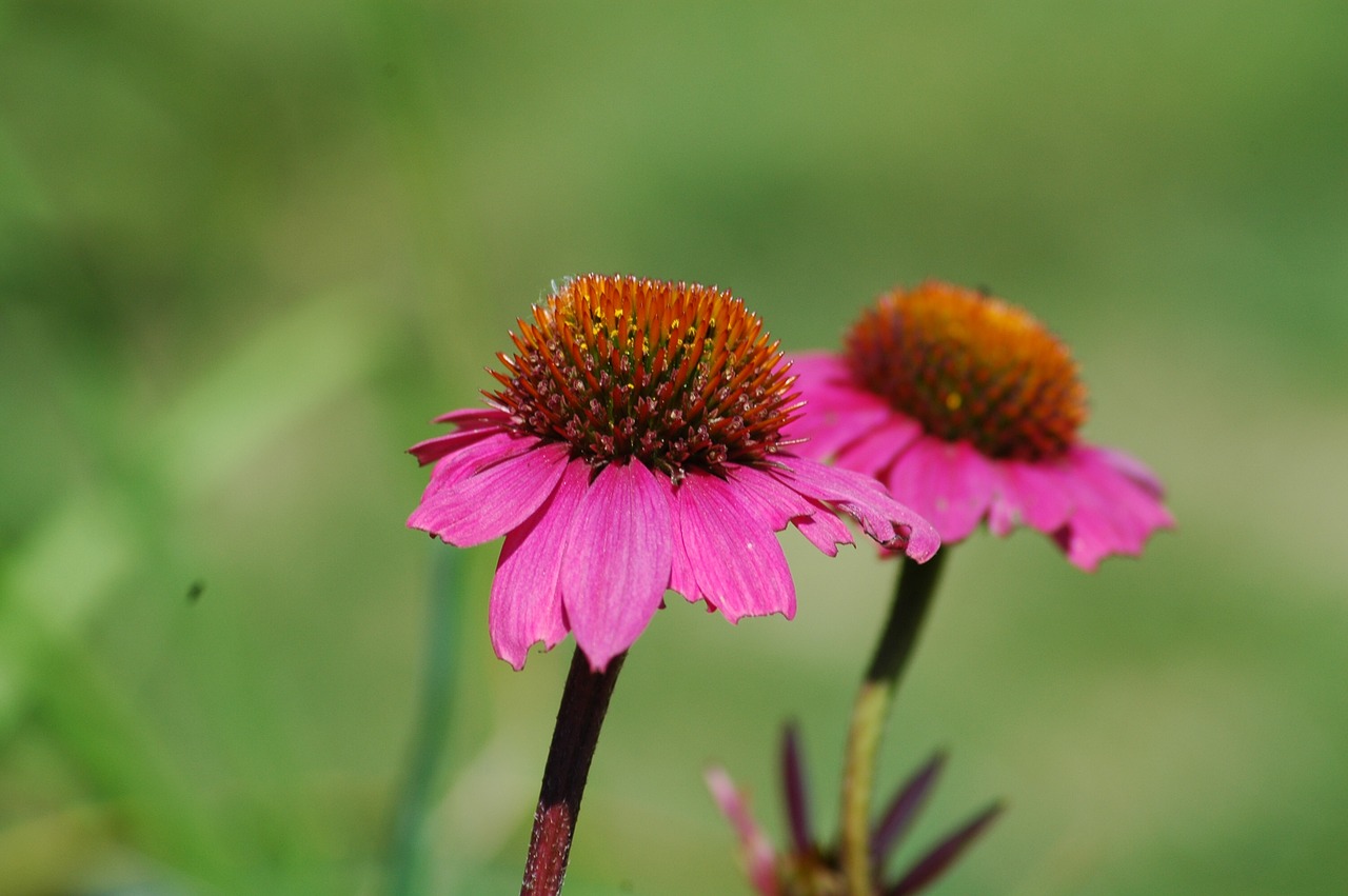 nature  flower  flora free photo