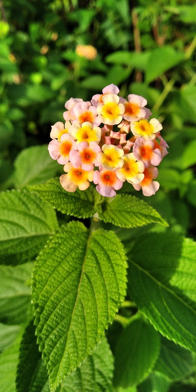 nature  leaf  flora free photo