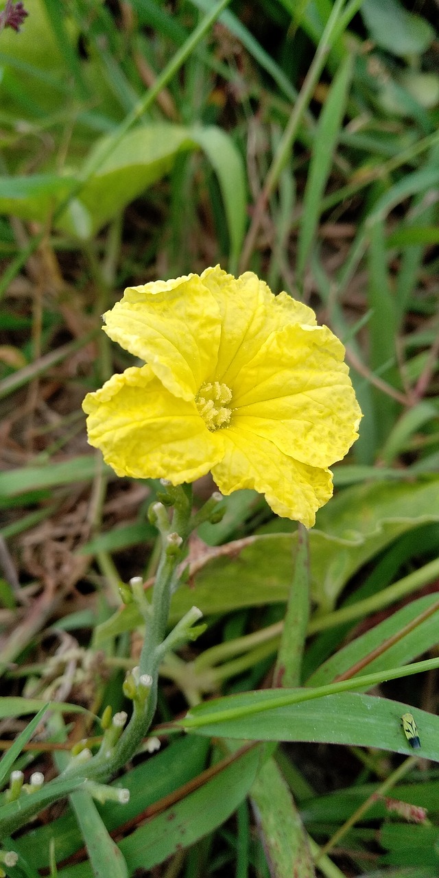 nature  leaf  flora free photo