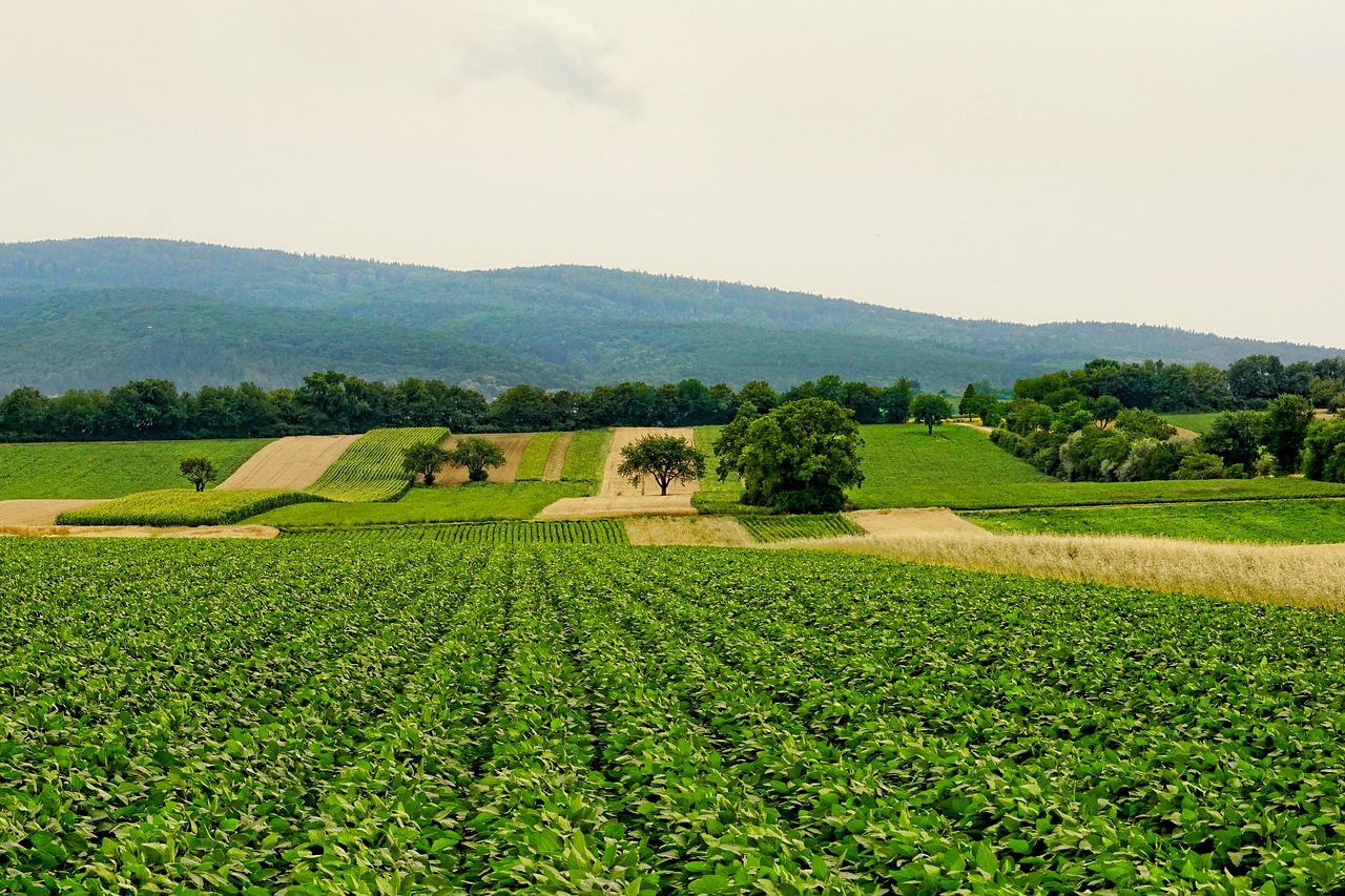 nature  arable  agriculture free photo