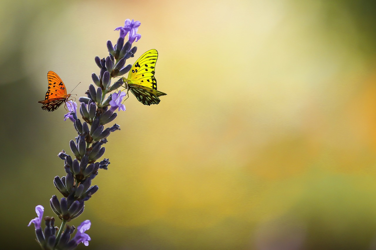 nature  animal world  flower free photo