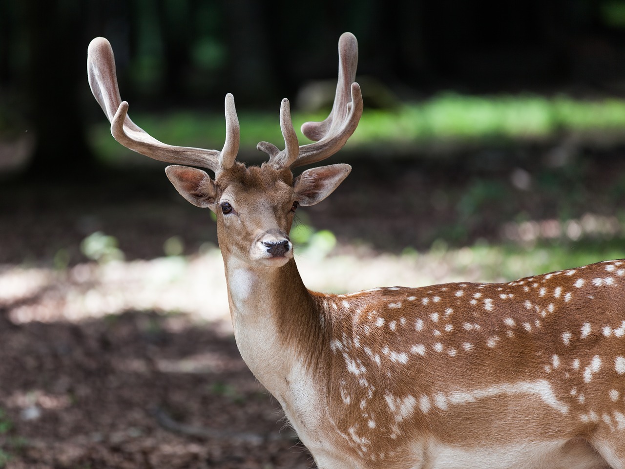 nature  deer  antler free photo