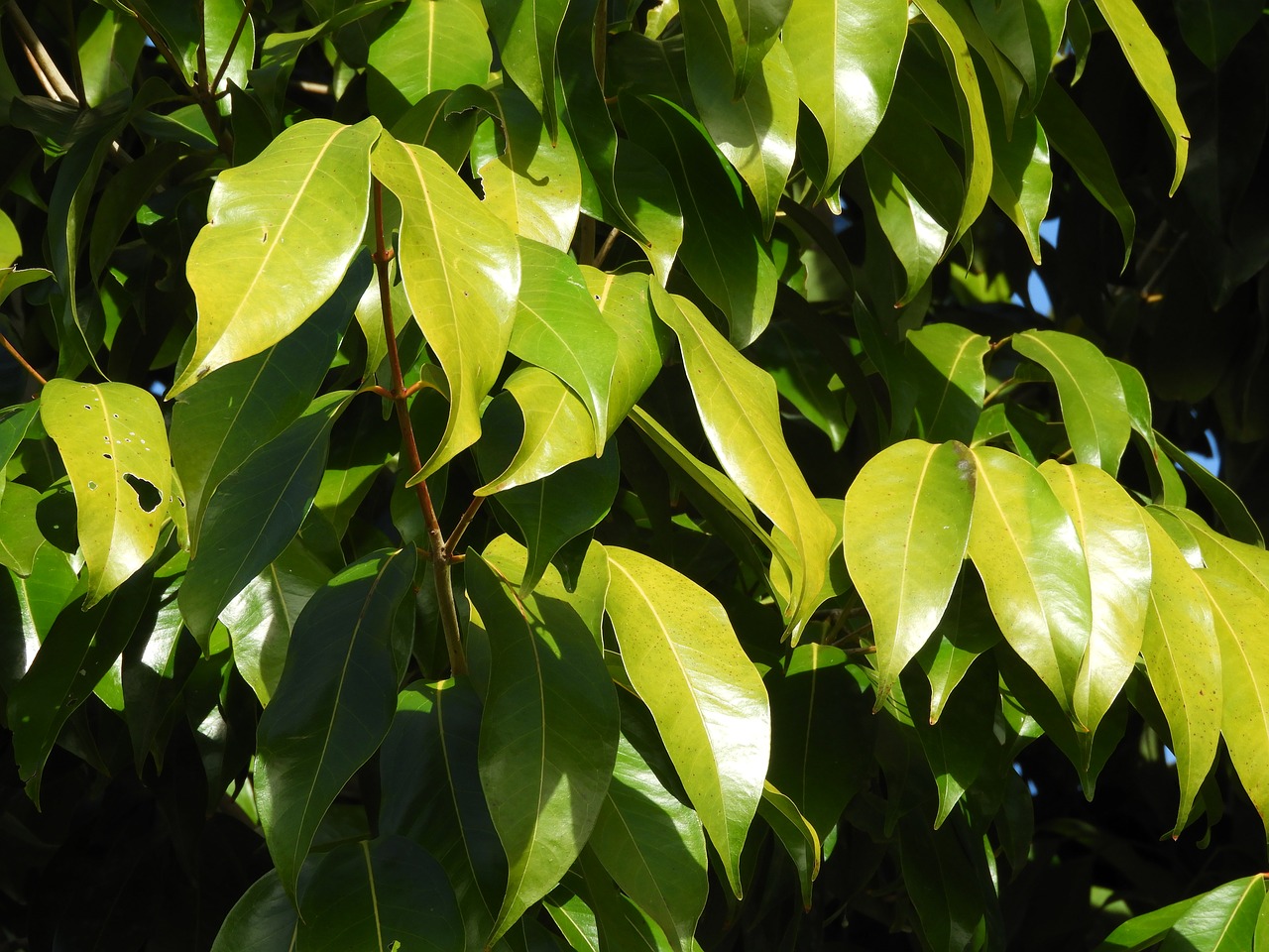 nature  tree  leaf free photo