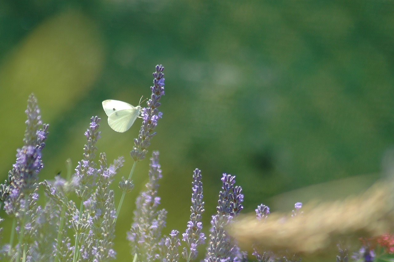 nature  outdoors  flower free photo