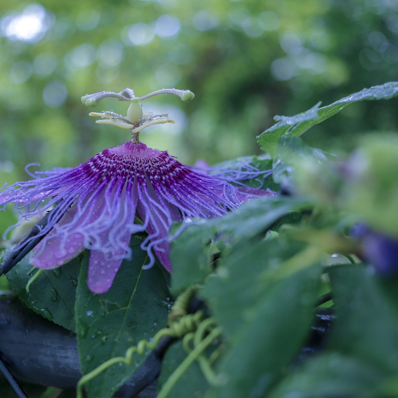 nature  flora  flower free photo