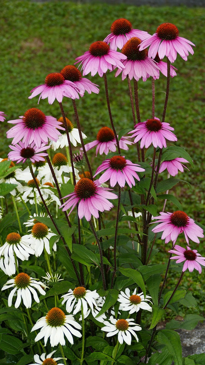 nature  garden  coneflower free photo