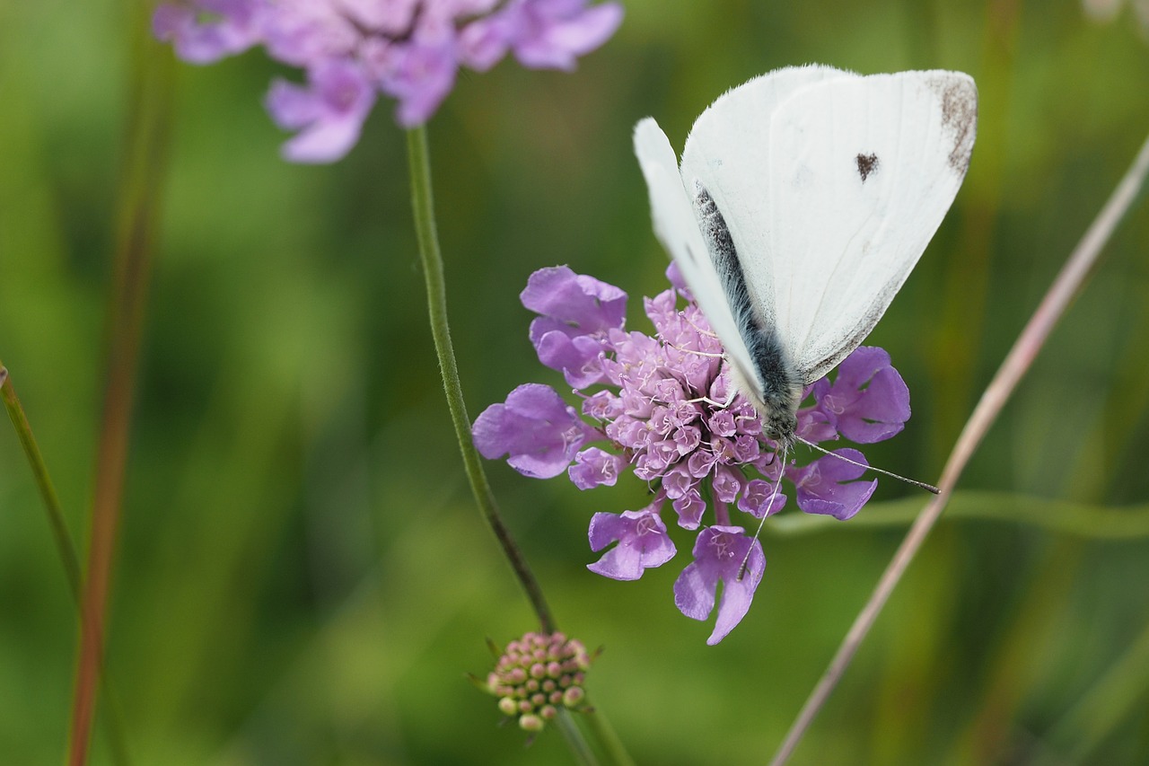 nature  butterfly  white free photo