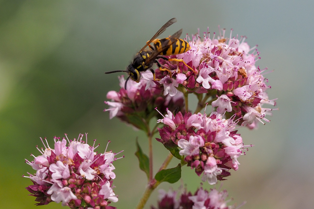 nature  insect  summer free photo