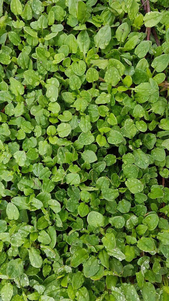 nature  leaf  green free photo