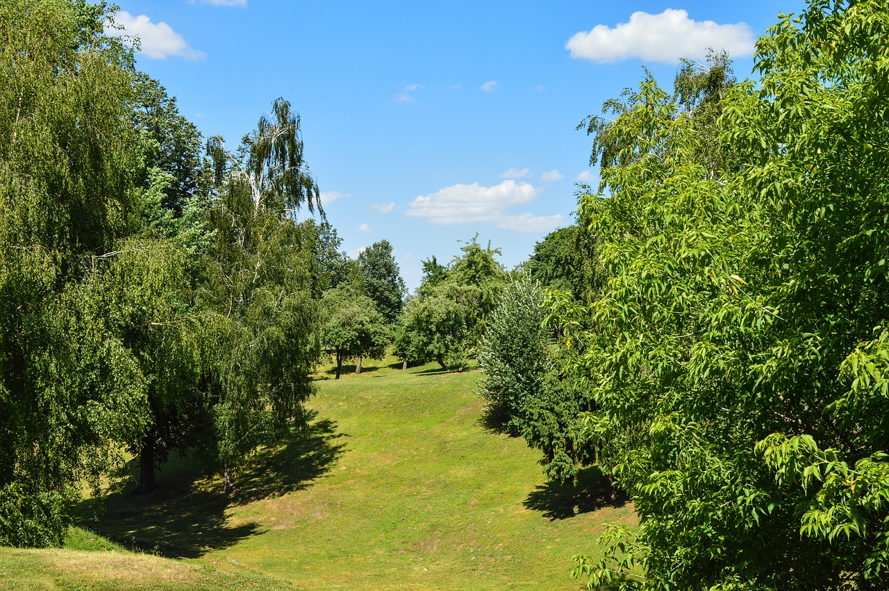 nature  ravine  summer free photo