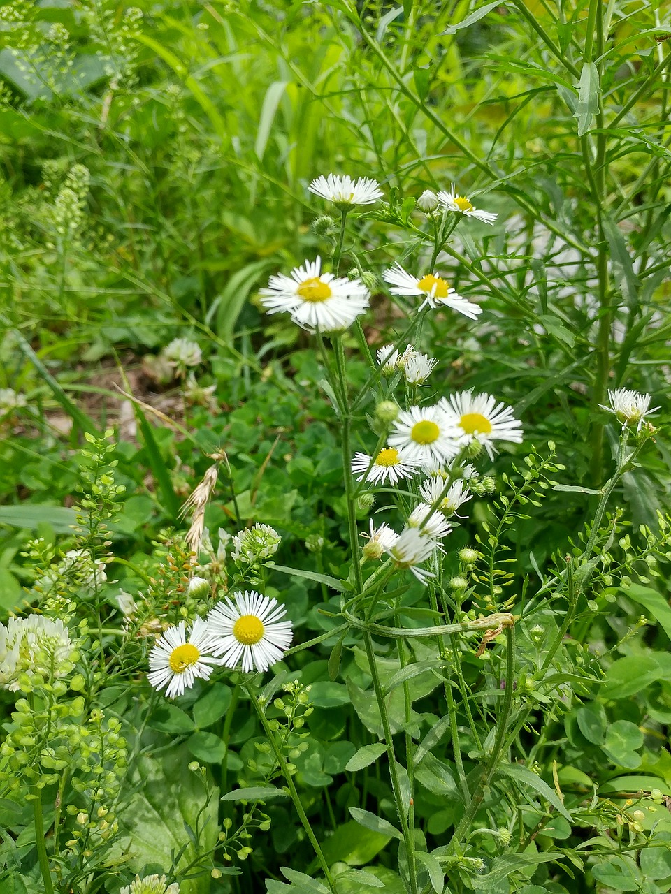 nature  plants  summer free photo