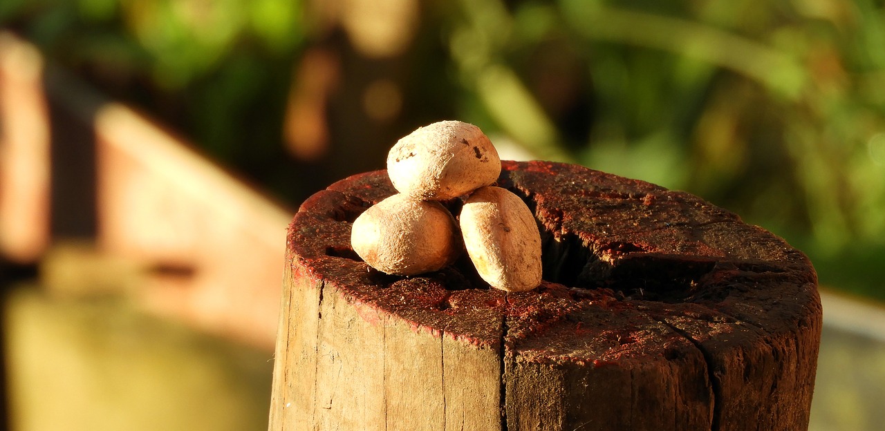 nature  seeds  the field free photo