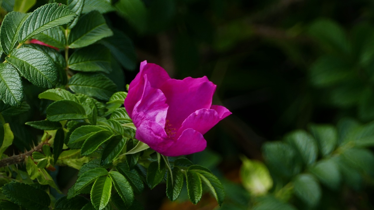 nature  hedge  shrub free photo