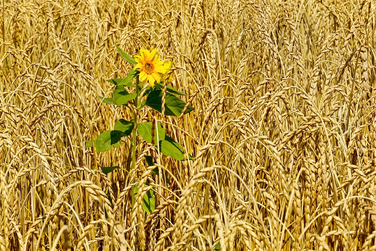 nature  agriculture  cornfield free photo