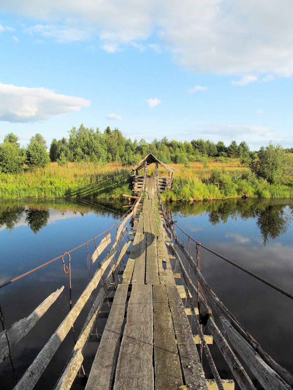 nature  bridge  forest free photo