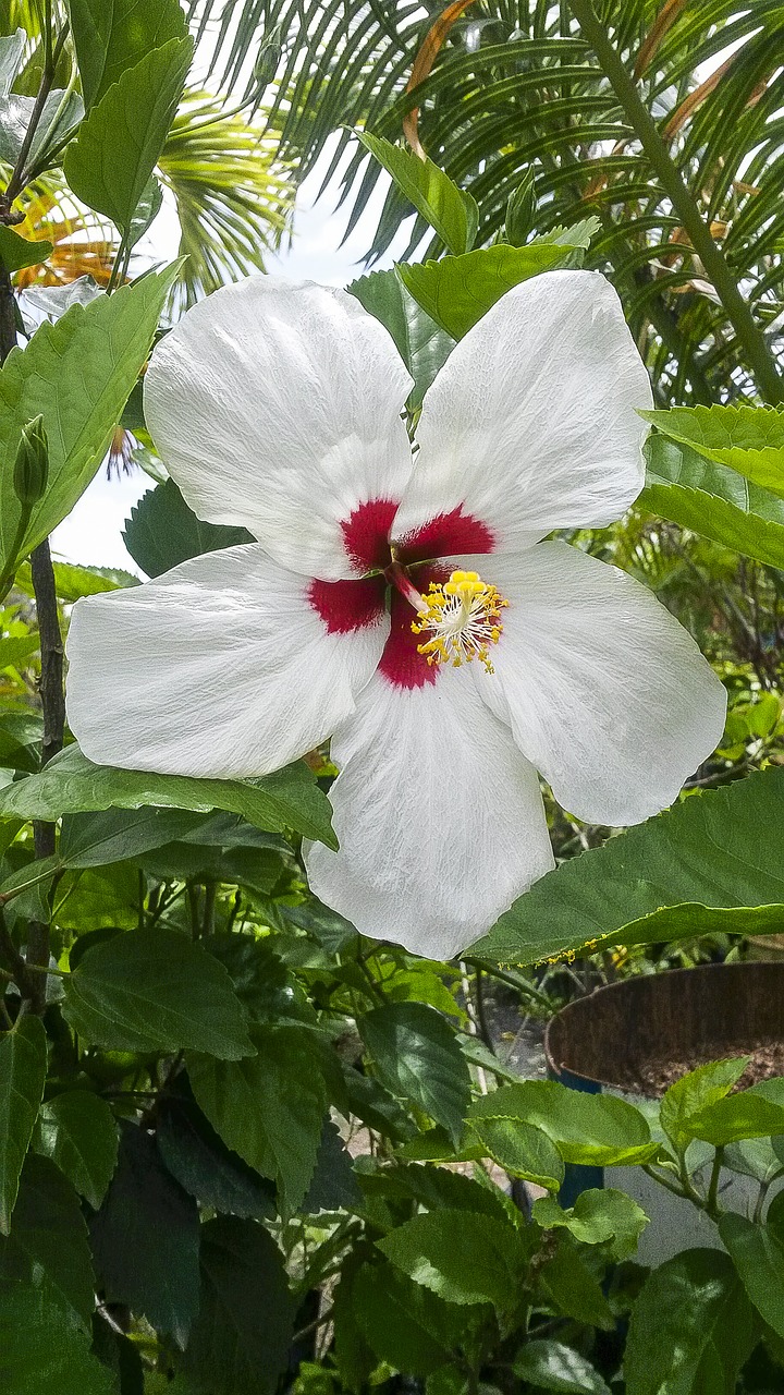 nature  flower  green free photo