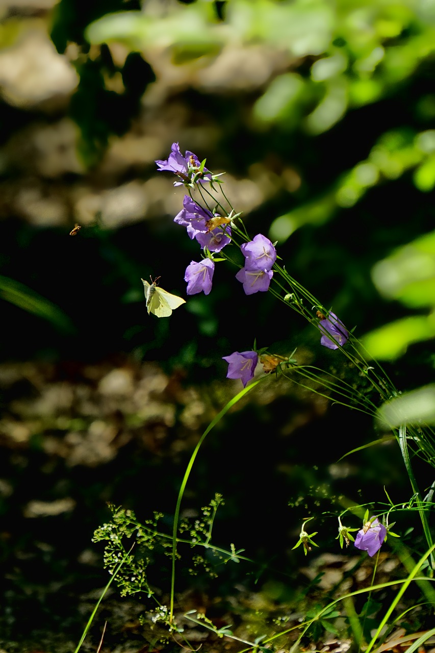 nature  plant  bellflower free photo