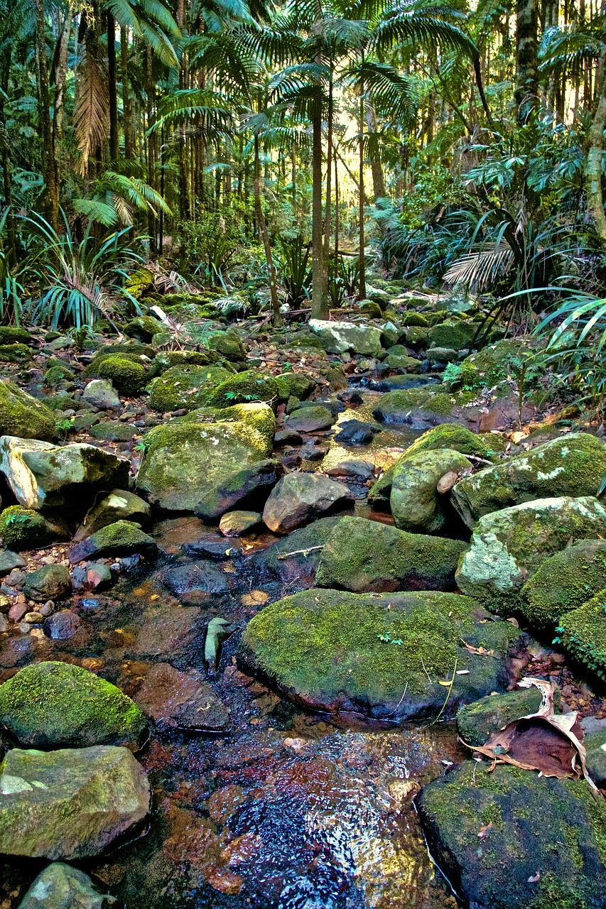 nature  moss  forest free photo