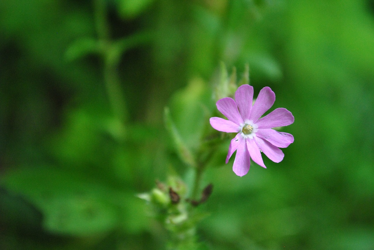 nature  flower  green free photo