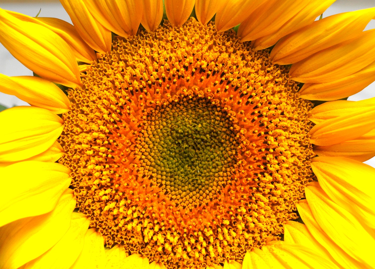 nature  flower  sunflower free photo