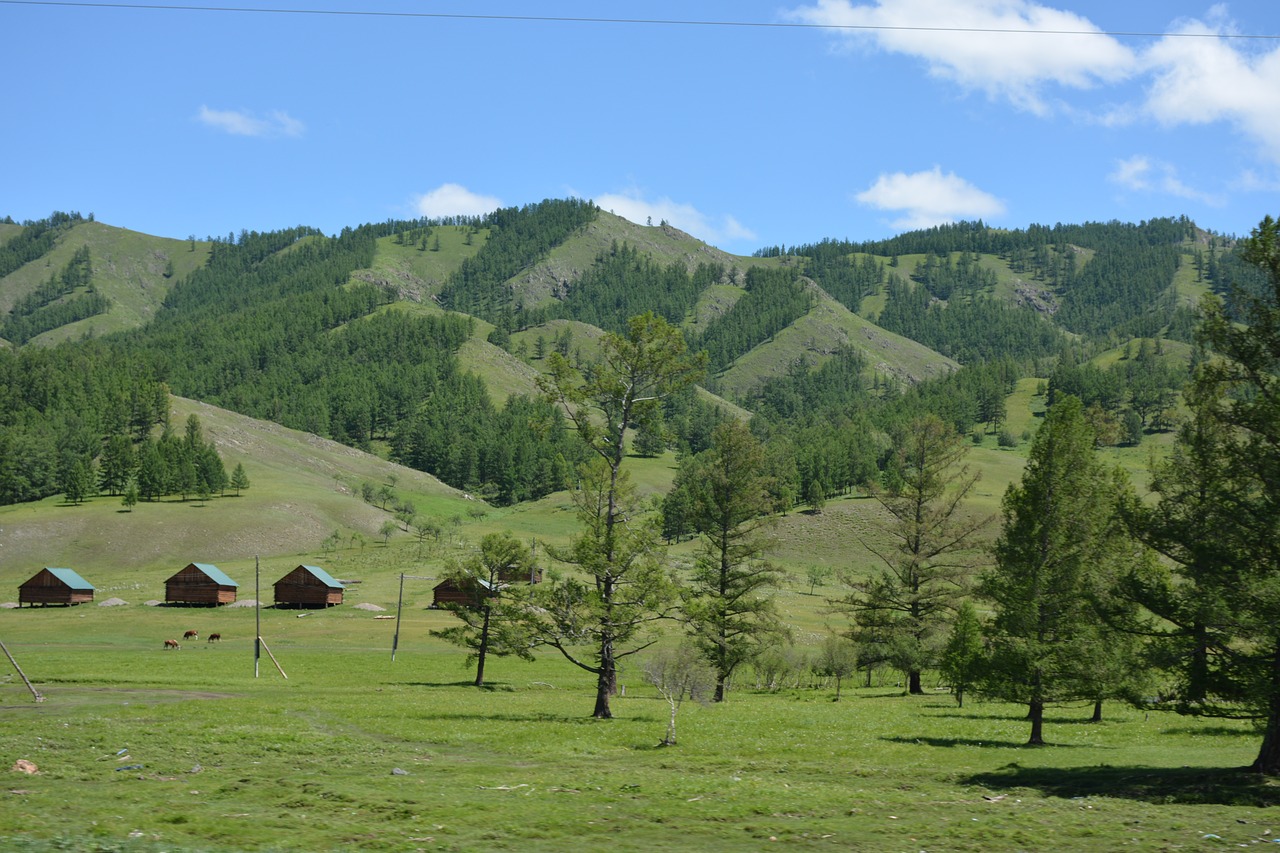 nature  summer  trees free photo