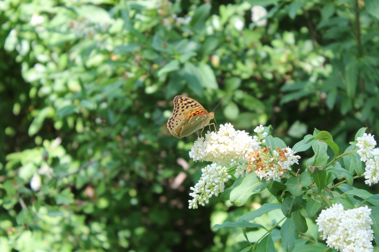 nature  insect  butterfly free photo