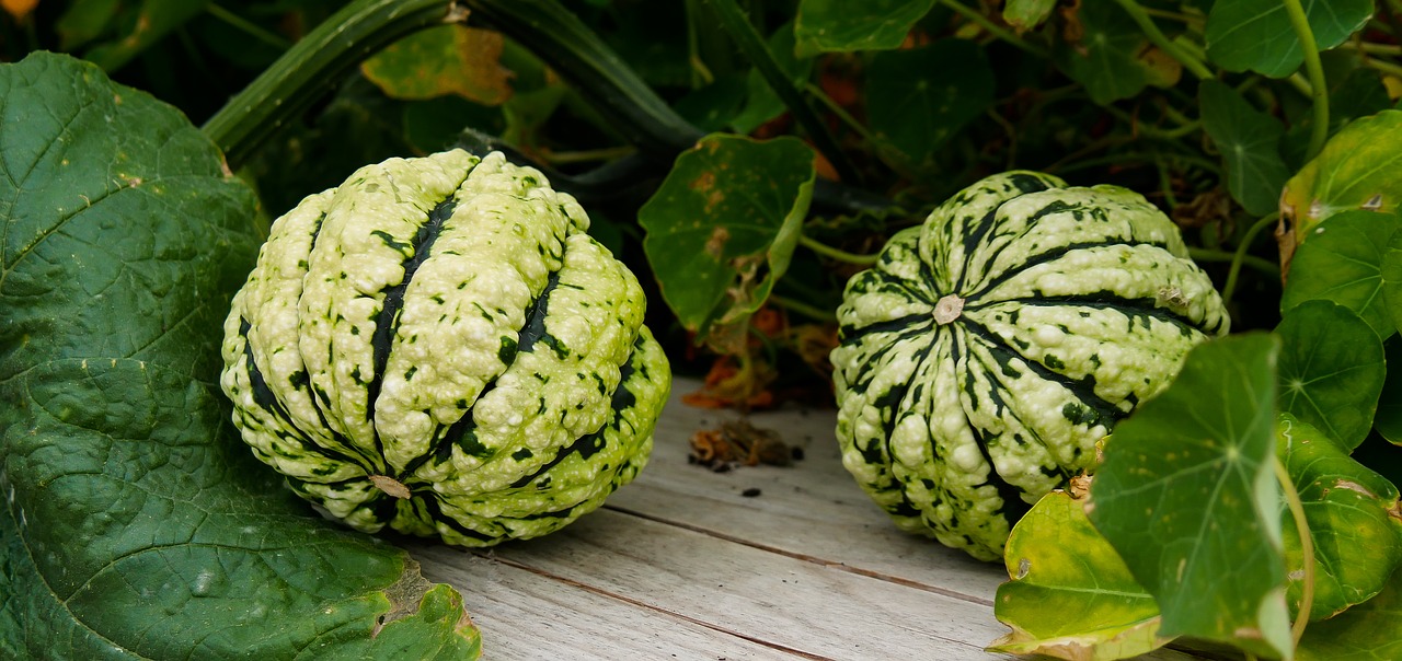 nature  plant  pumpkin free photo