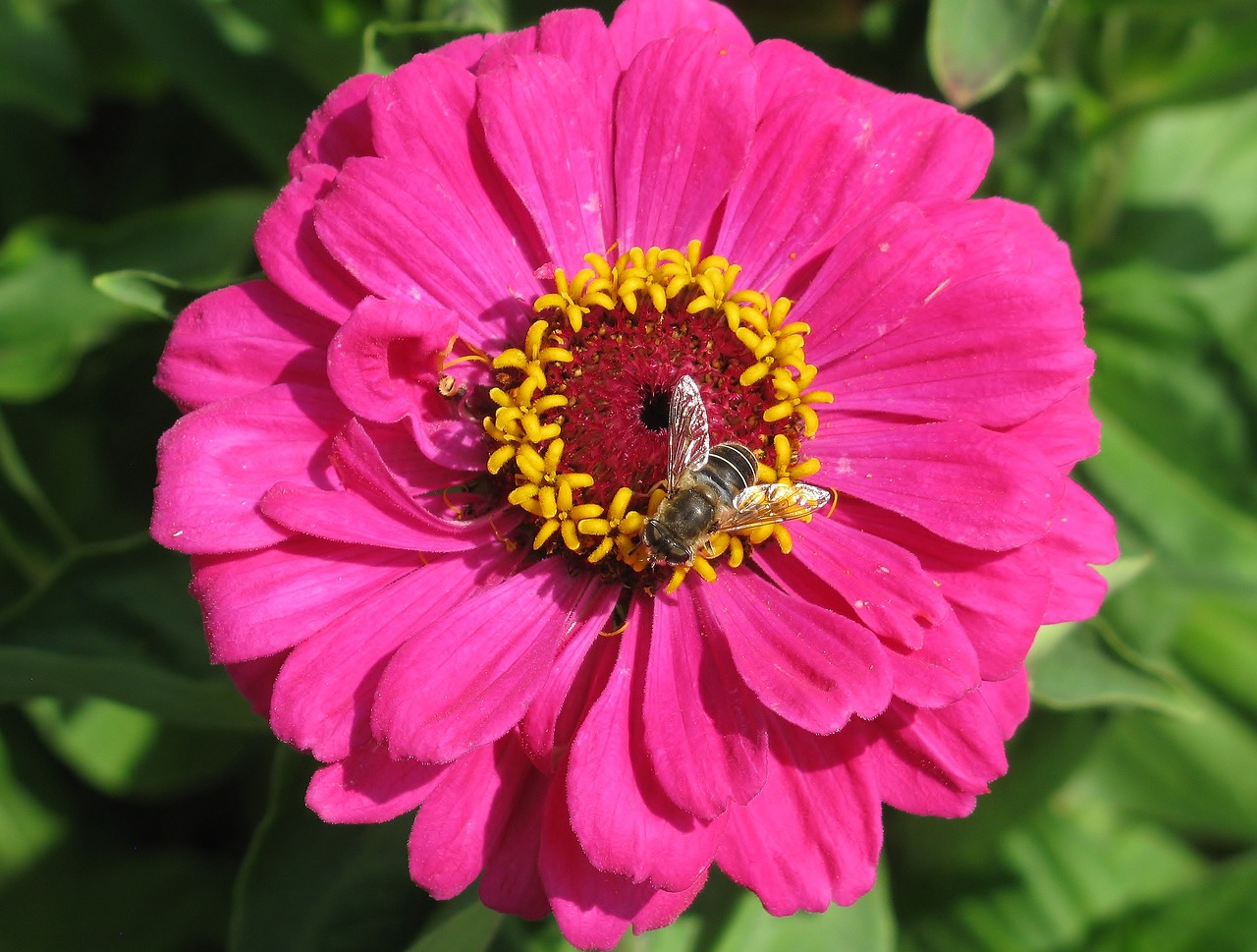 nature  garden  flower free photo