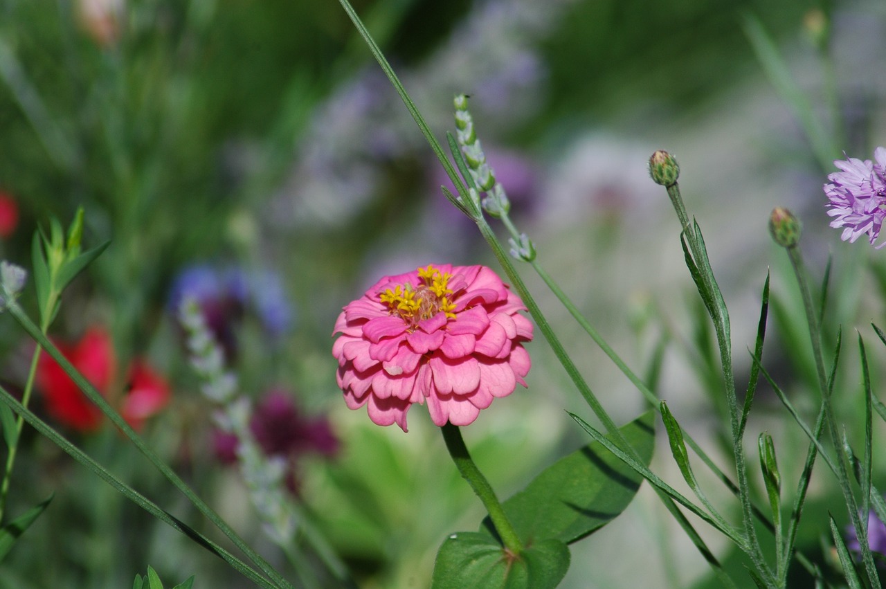 nature  flower  flora free photo