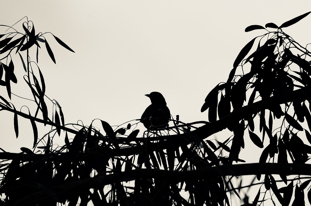 nature  silhouette  bird free photo