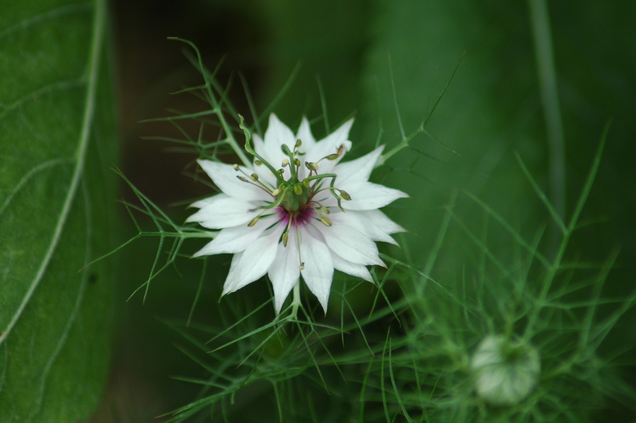 nature  flower  flora free photo