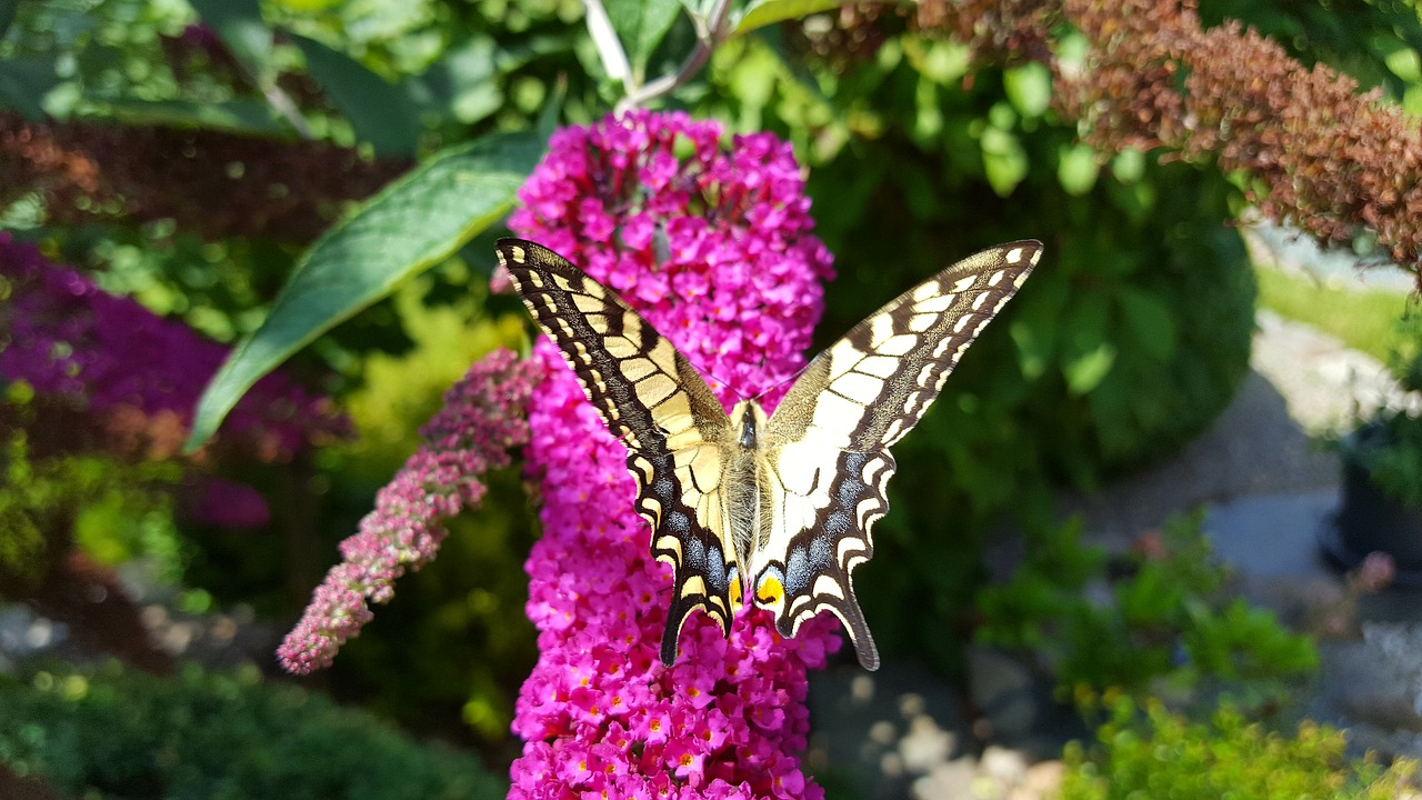 nature  butterfly  insect free photo