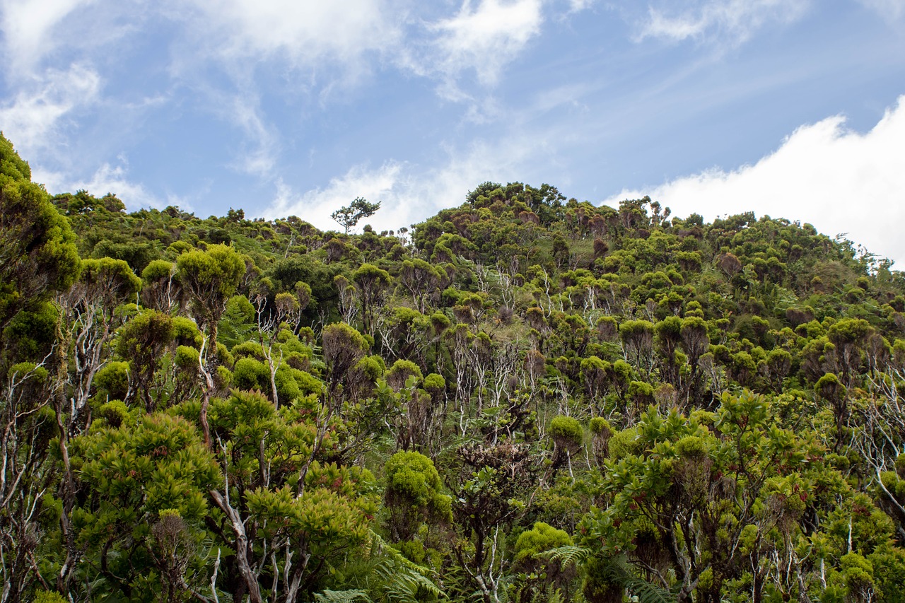 nature  landscape  endemic vegetation free photo