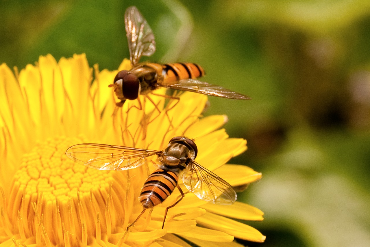 nature  yellow  bee free photo