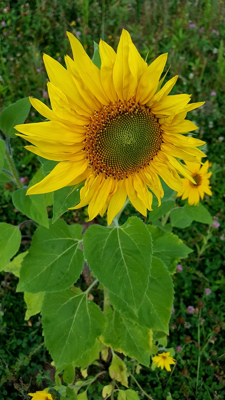 nature  summer  plant free photo