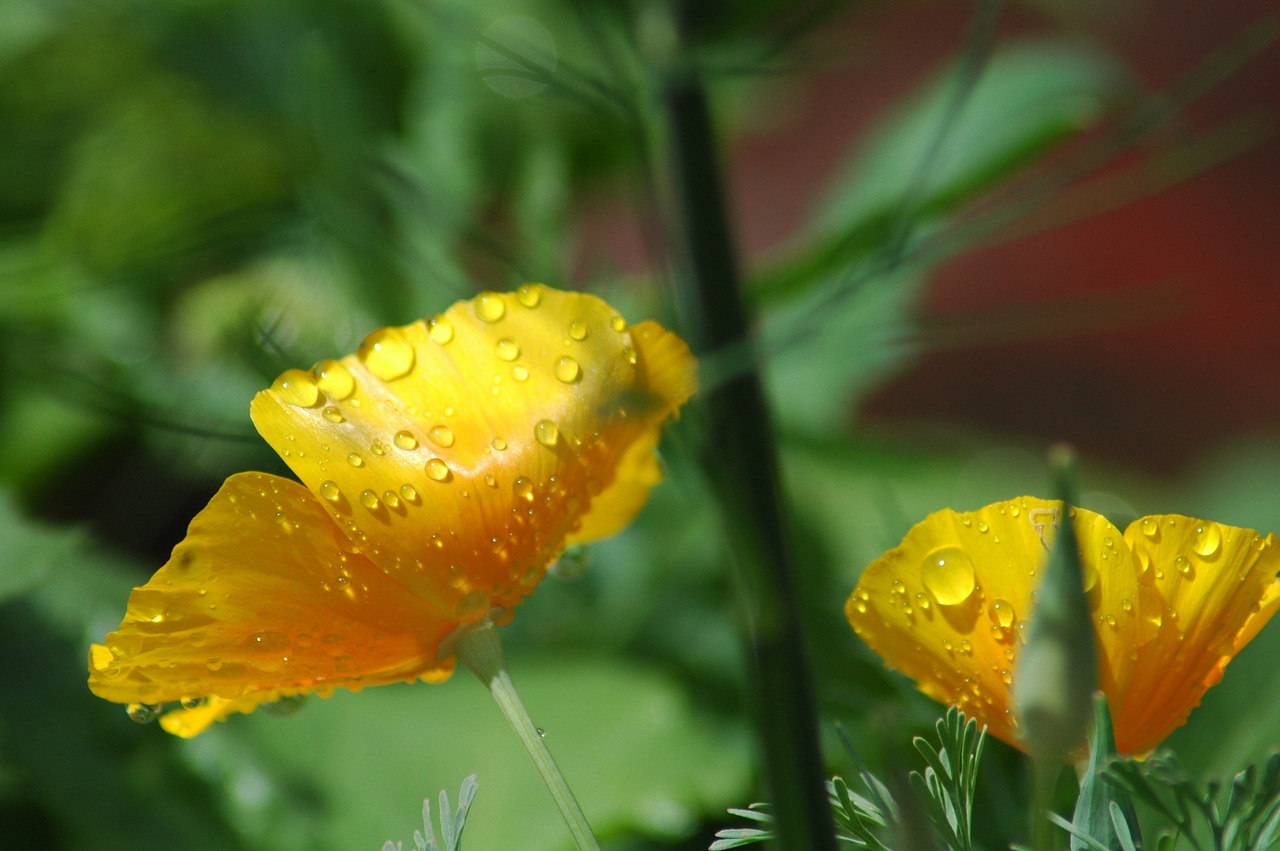 nature  flower  flora free photo