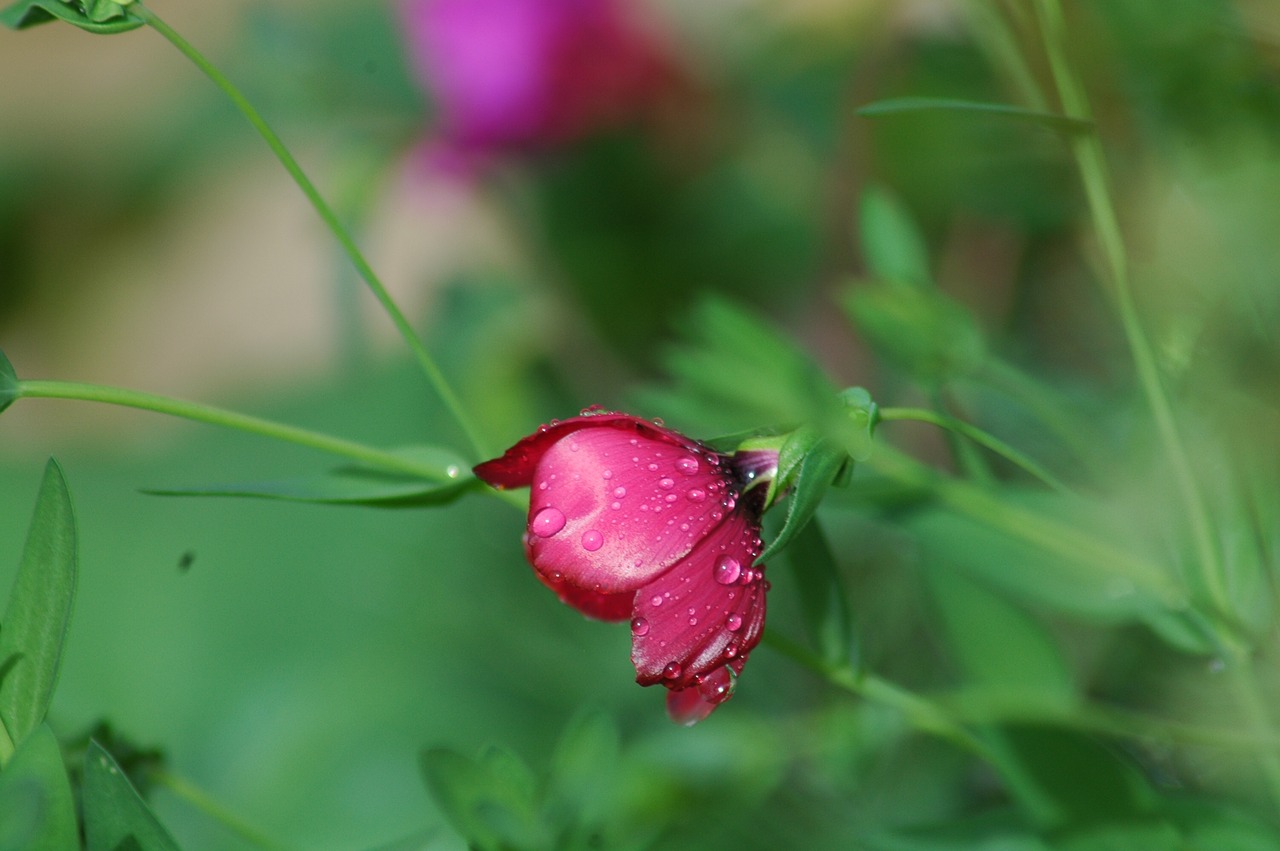 nature  flower  flora free photo