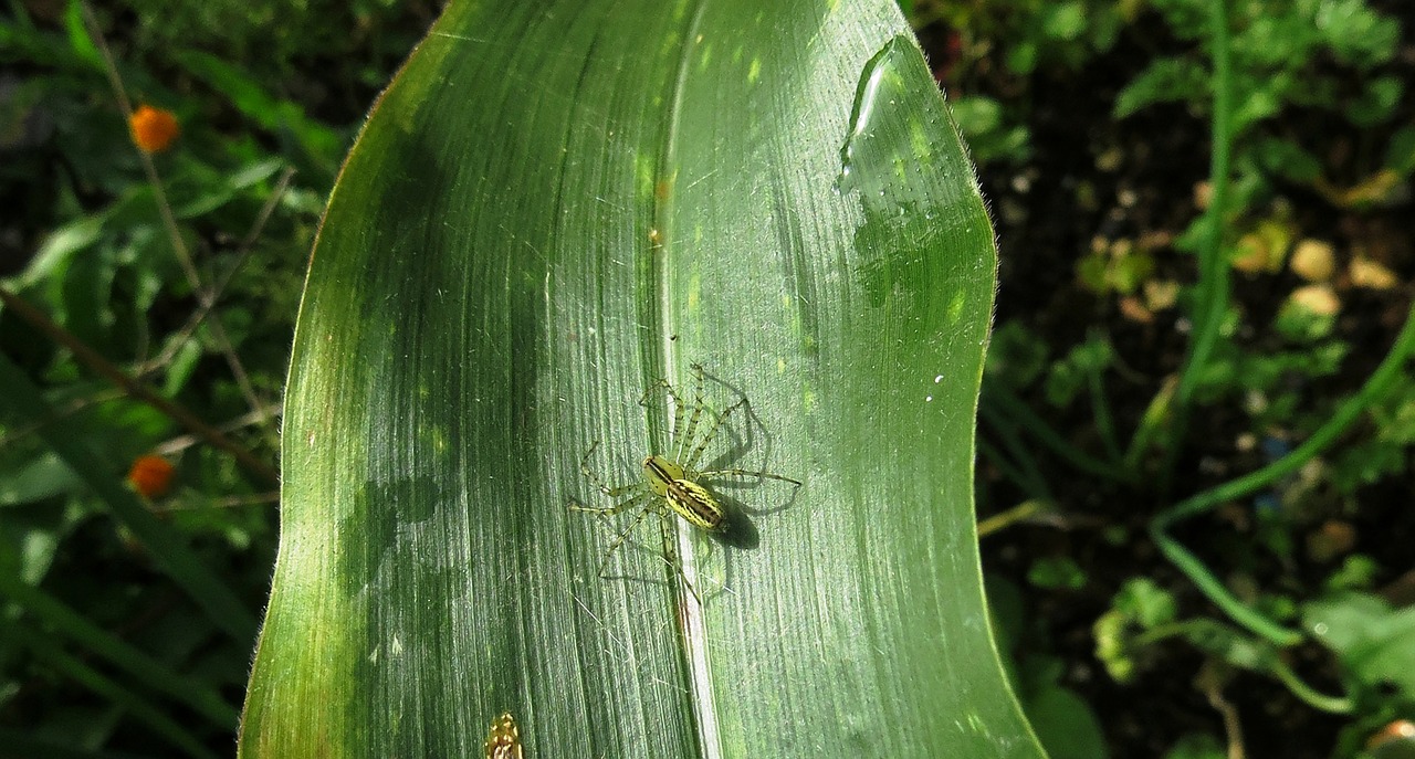 nature  macro  insect free photo