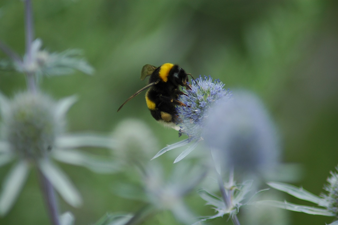 nature  insect  bee free photo