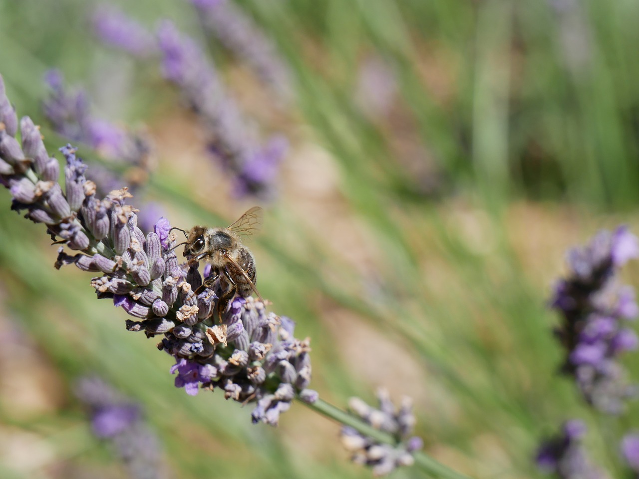 nature  lavender  bee free photo