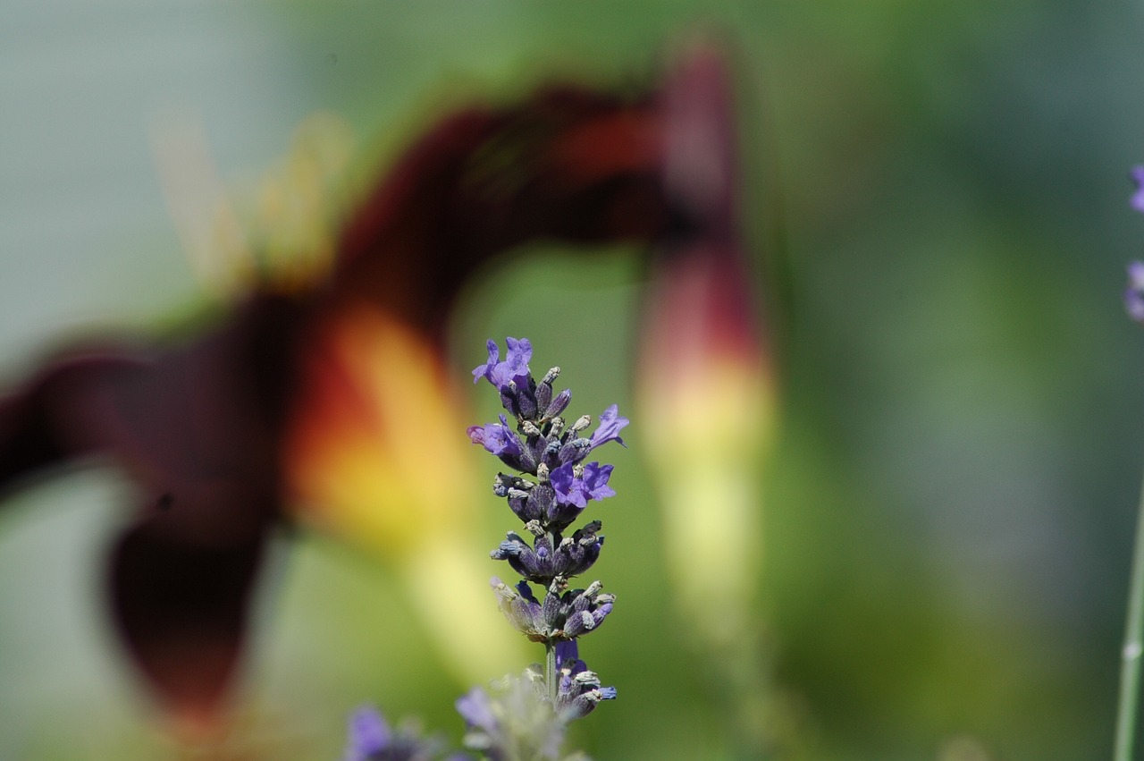 nature  flower  blur free photo