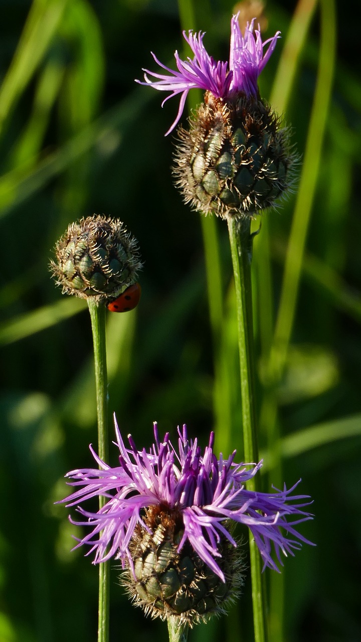 nature  landscape  thistle free photo