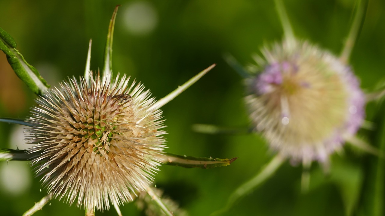 nature  forest  meadow free photo