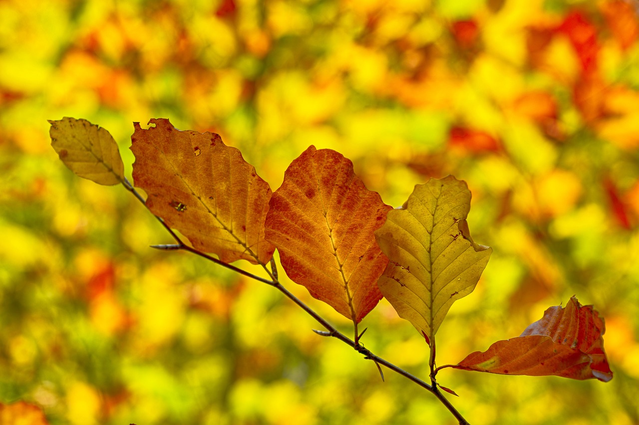 nature  leaf  tree free photo