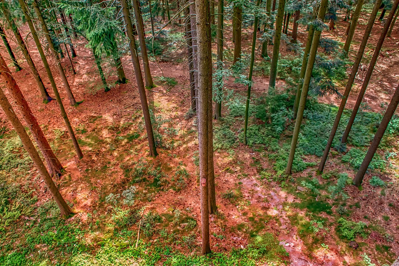 nature  forest  hochwald free photo