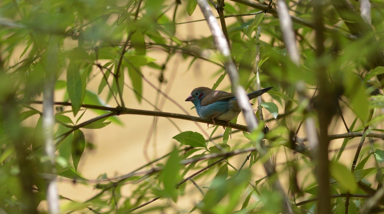 nature  bird  animal world free photo