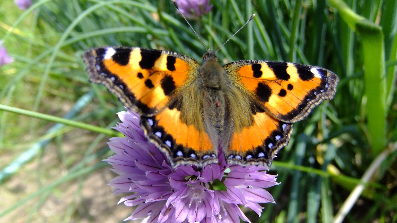 nature  butterfly  insect free photo